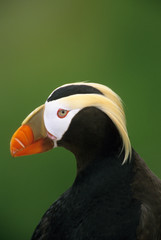 Tufted Puffin; (Fratercula cirrhata); Summer Adult, Talan Island, Sea of Okhotsk, RUSSIA