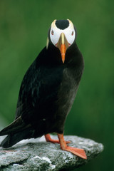 Tufted Puffin (Fratercula cirrhata) Summer Adult, Talan Island, Sea of Okhotsk, RUSSIA