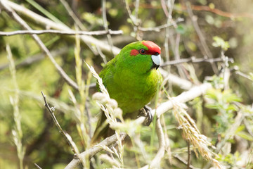 Red Crowned Parakeet Endemic to New Zealand