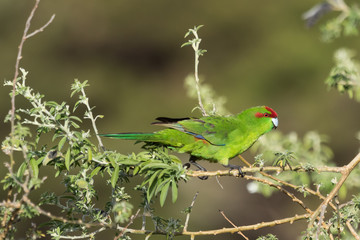 Red Crowned Parakeet Endemic to New Zealand