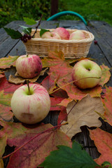 Autumn bright maple leaves and ripe apples on an old wooden table