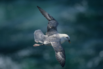 Northern Fulmar, (Fulmarus glacialis), flies in Force 8 gale, Isle of May, Firth of Forth, Scotland.