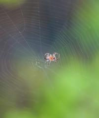 Small spider in his web of Araneus. Lovcen spider network