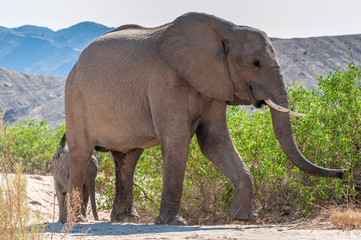 One adult Desert Elephant -Loxodonta Africana- with its calf, browsing along the Honaib River in North-Western Namibia.