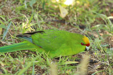 Yellow Crowned Parakeet Endemic to New Zealand