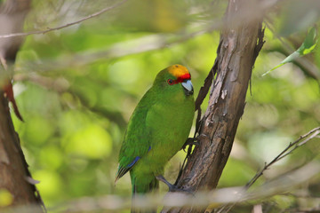 Yellow Crowned Parakeet Endemic to New Zealand