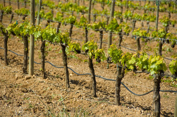 Fototapeta na wymiar Spain, Castile-Leon wine region, near Burgos.
