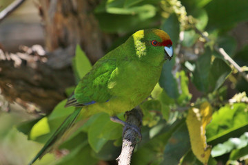 Yellow Crowned Parakeet Endemic to New Zealand