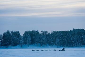 Dog Sledge in winter, Jokkmokk, Northern Sweden