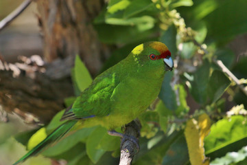 Yellow Crowned Parakeet Endemic to New Zealand