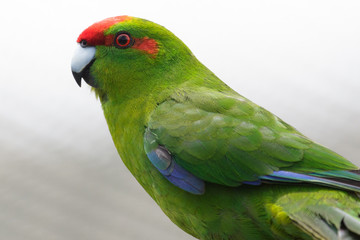 Red Crowned Parakeet Endemic to New Zealand