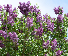 Obraz premium Beautiful purple lilac flowers outdoors.