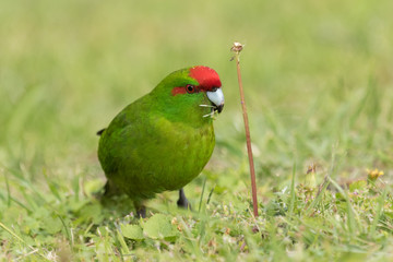 Red Crowned Parakeet Endemic to New Zealand