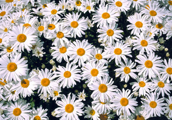 Switzerland, Grindelwald. Daisies cheery faces reach for the sky in Grindelwald, Berner Oberland, Switzerland.