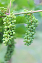 ripening grapes hanging on the vines. Harvest in the vineyard