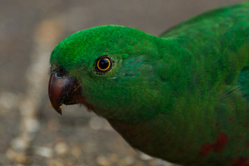 Australian King Parrot