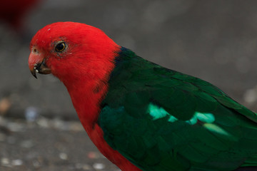 Australian King Parrot