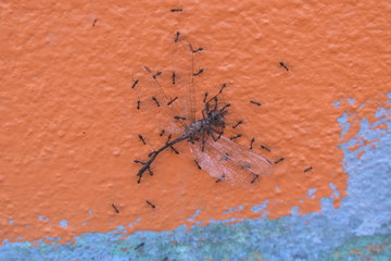 ants eatind a butterfly