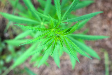 Close up marijuana bush top view