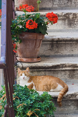 Cat on steps in alley, Rovigno, Croatia