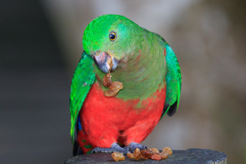 Australian King Parrot