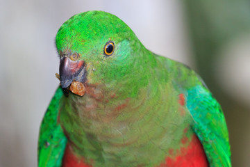 Australian King Parrot