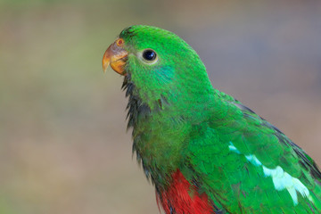 Australian King Parrot