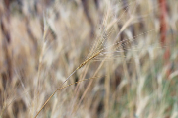 lonely spica on the background of others. Ukrainian wild field landscape photo