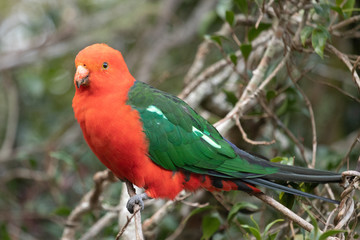 Australian King Parrot