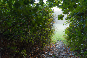 Small path throug bushes in a park. Looking out onto a misty field.