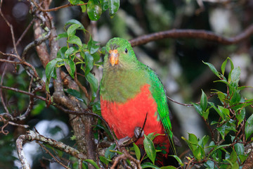 Australian King Parrot