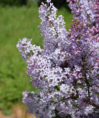 Obraz premium Beautiful purple lilac flowers outdoors.