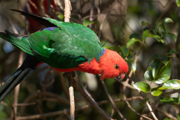 Australian King Parrot