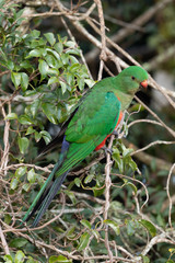 Australian King Parrot