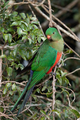Australian King Parrot