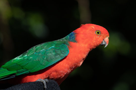 Australian King Parrot