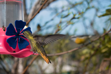 hummingbird houvering on feeder