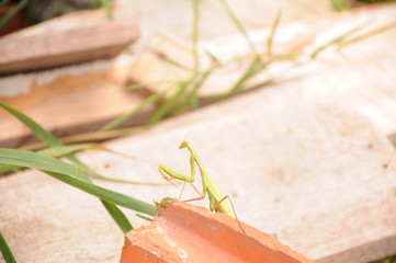 A mantis stands on a stone