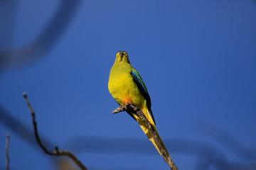 Elegant Parrot in Australia