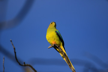 Elegant Parrot in Australia