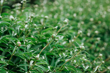 A Fire Ant crawling on a flower bud of a pink Peony, in the spring