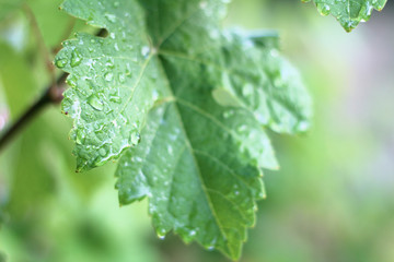 grape leaf after rain in drops in the vineyard