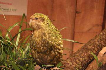 Kakapo Endemic Parrot of New Zealand