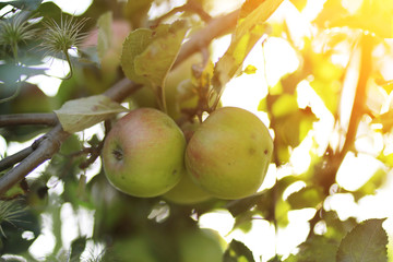 green apples on a branch on the background of a garden with sunbeams