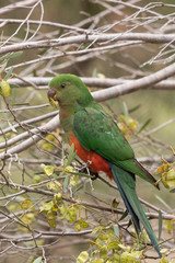 Australian King Parrot