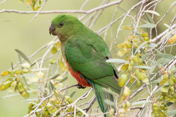 Australian King Parrot