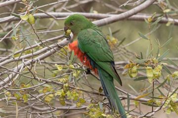 Australian King Parrot