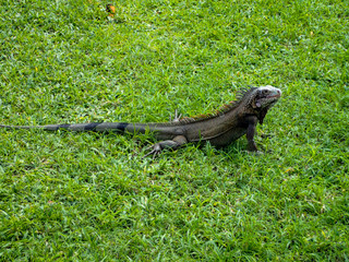 Caribbean Iguana sitting in the grass.