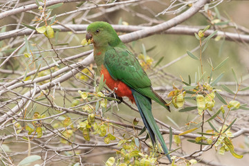 Australian King Parrot