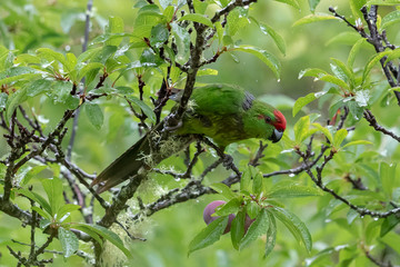 Norfolk Island Endemic Green Parrot